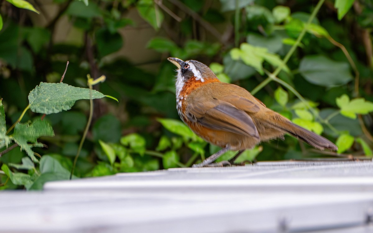 Taiwan Scimitar-Babbler - ML645536483