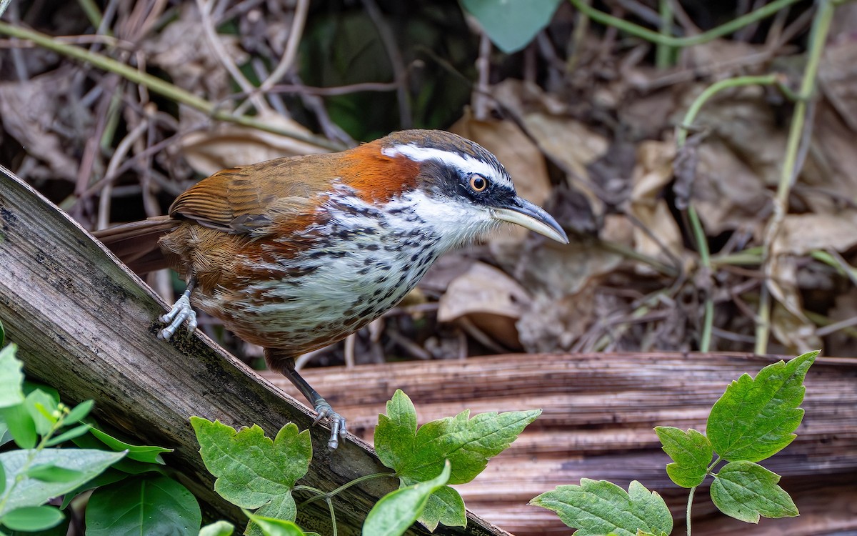 Taiwan Scimitar-Babbler - ML645536484