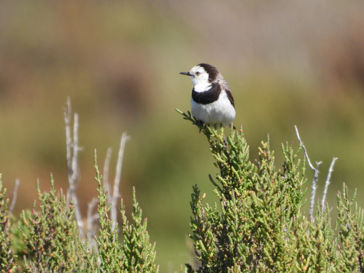 White-fronted Chat - ML645536485