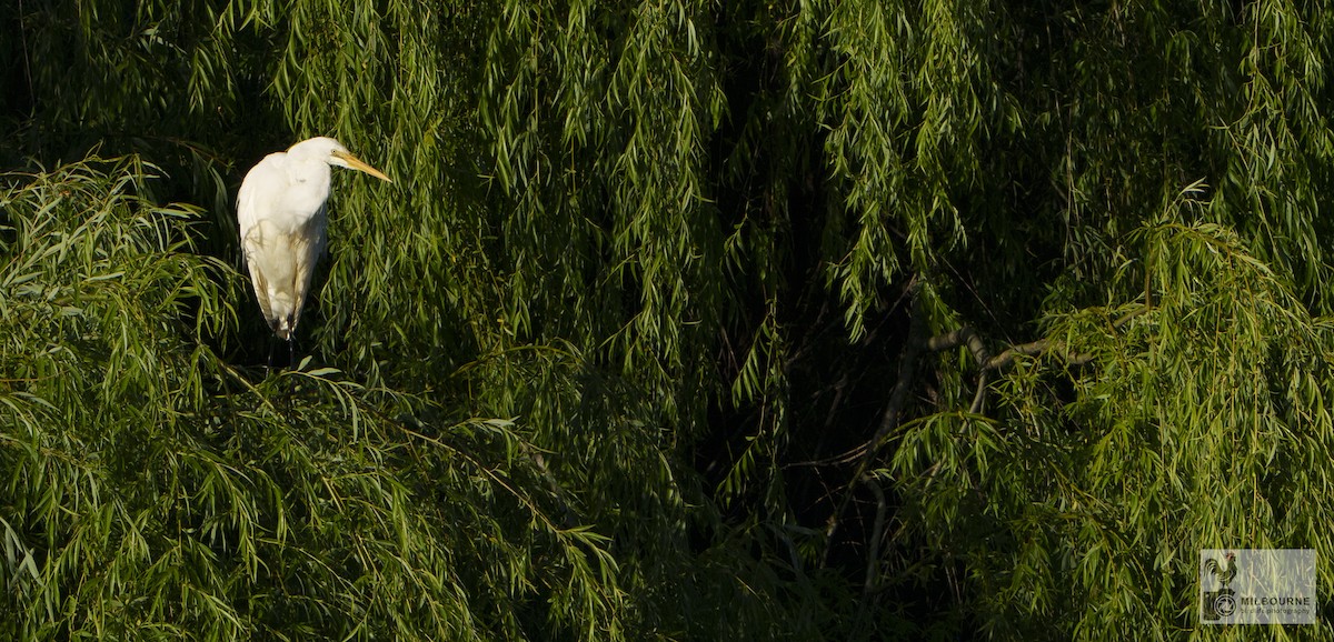 Garceta Grande - ML645536488