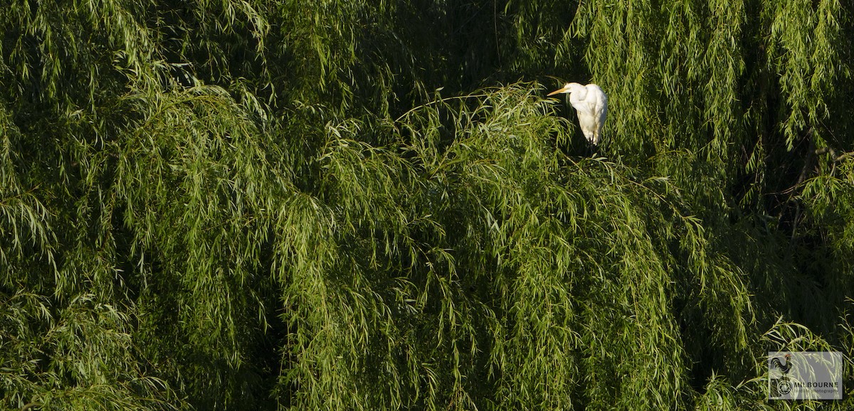 Garceta Grande - ML645536489