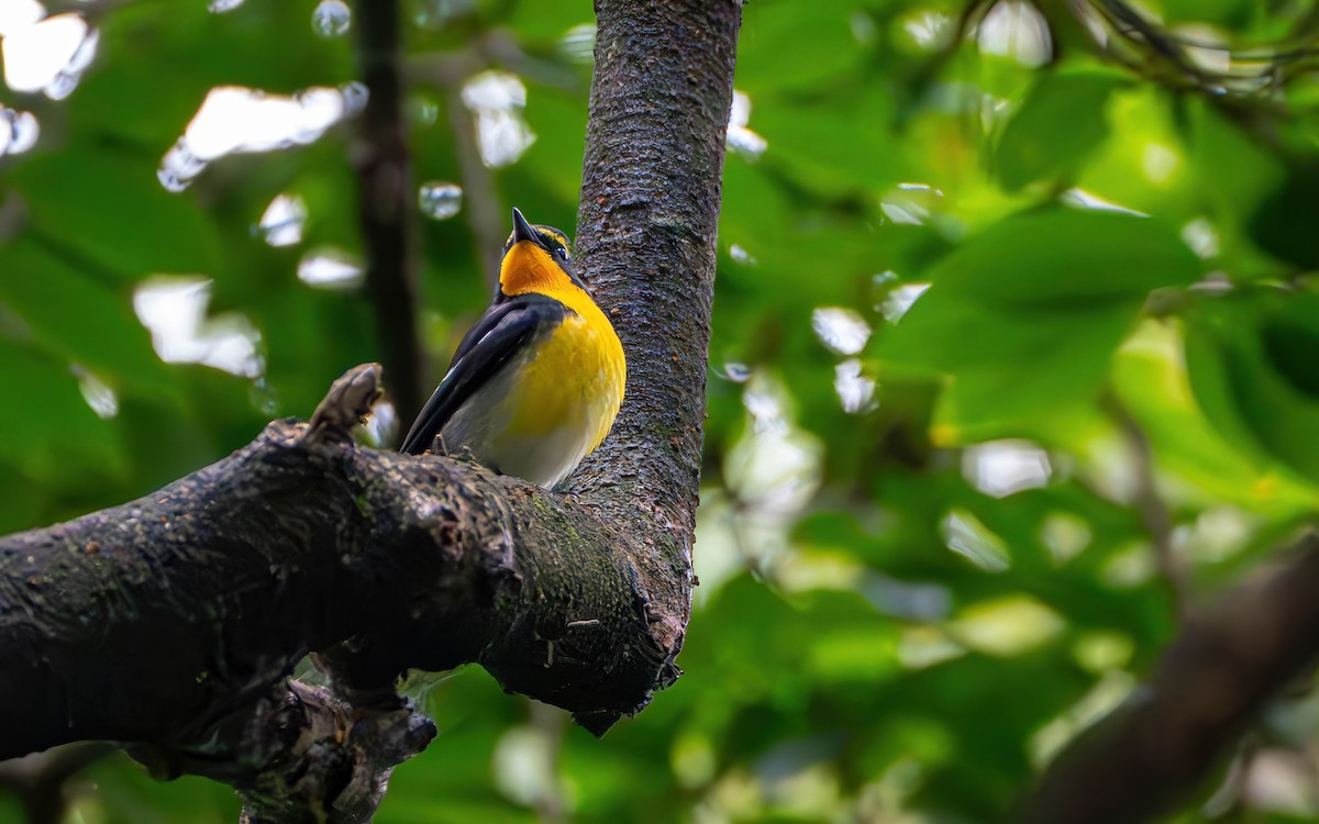 Narzissenschnäpper - ML645536503