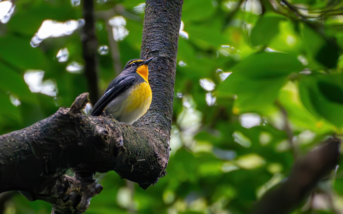 Narzissenschnäpper - ML645536505