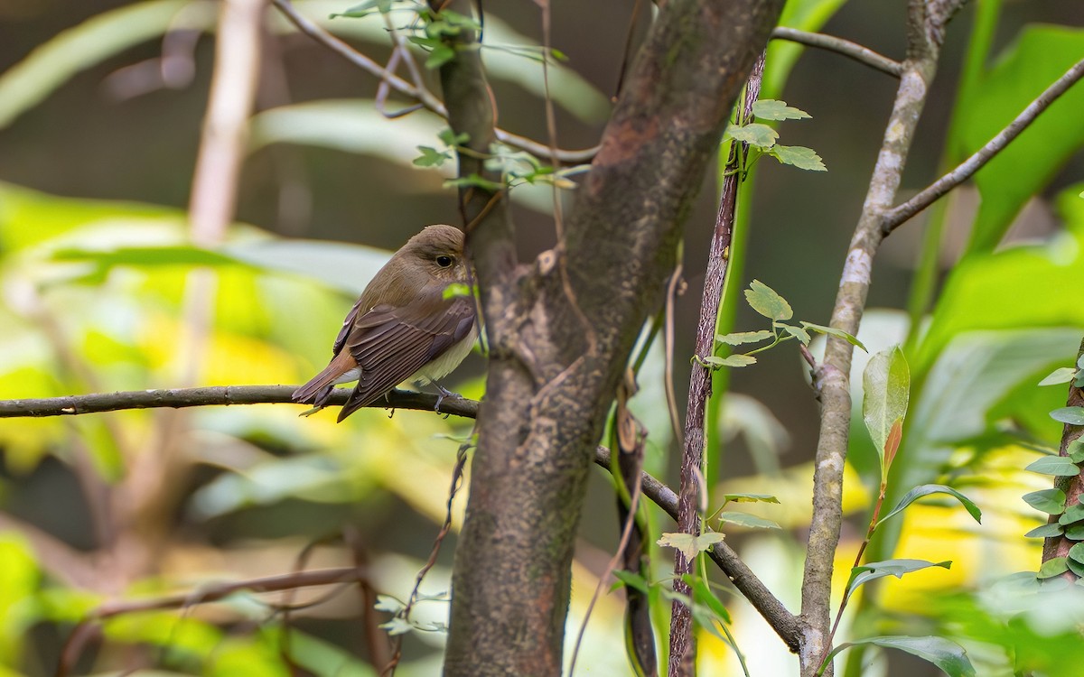 Narzissenschnäpper - ML645536506