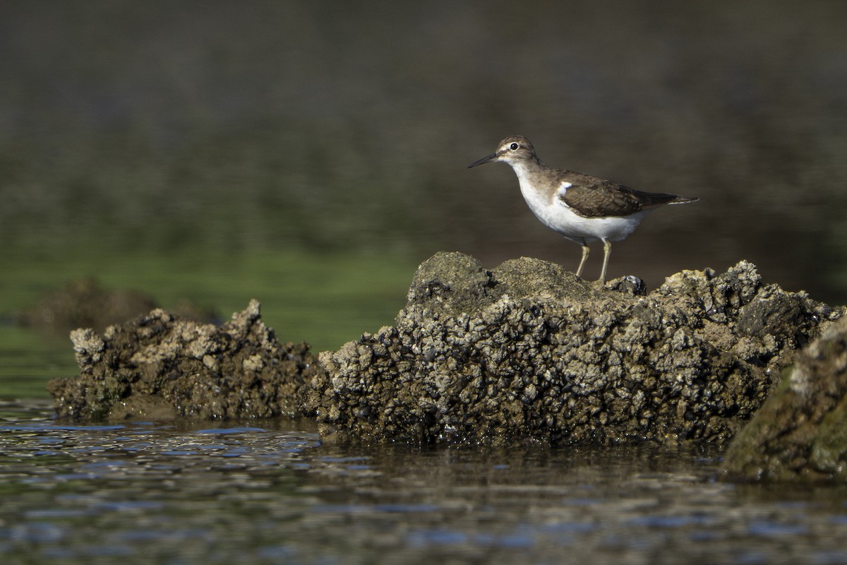 Common Sandpiper - ML645536507