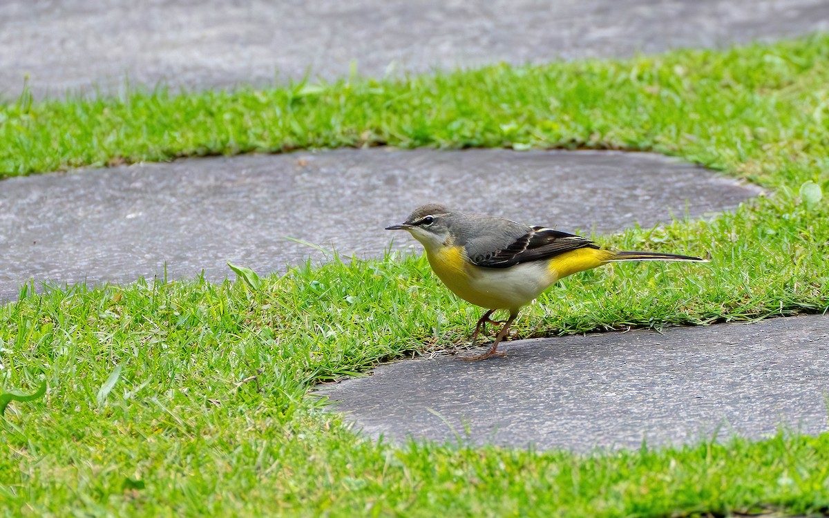 Gray Wagtail - ML645536513