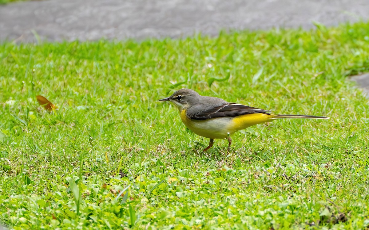 Gray Wagtail - ML645536514