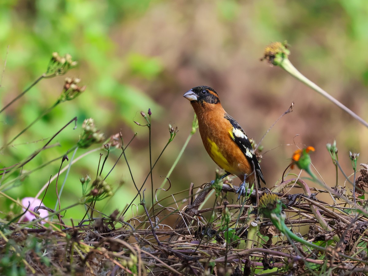 Black-headed Grosbeak - ML645536517