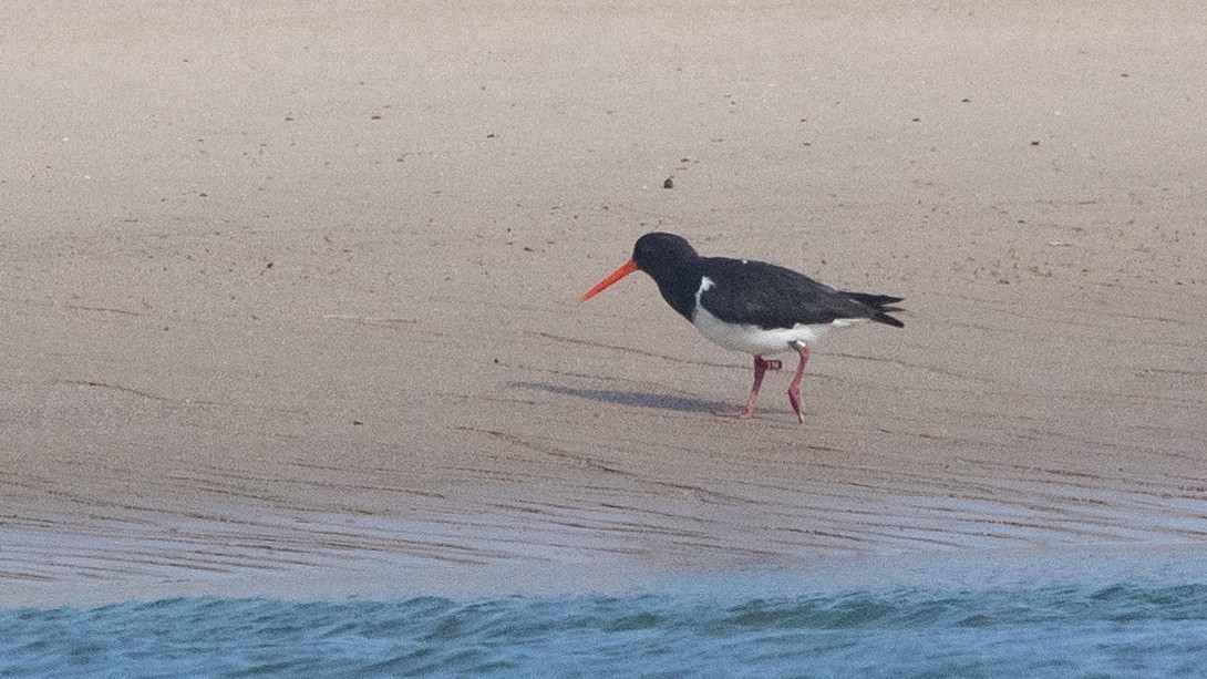 South Island Oystercatcher - ML645536519