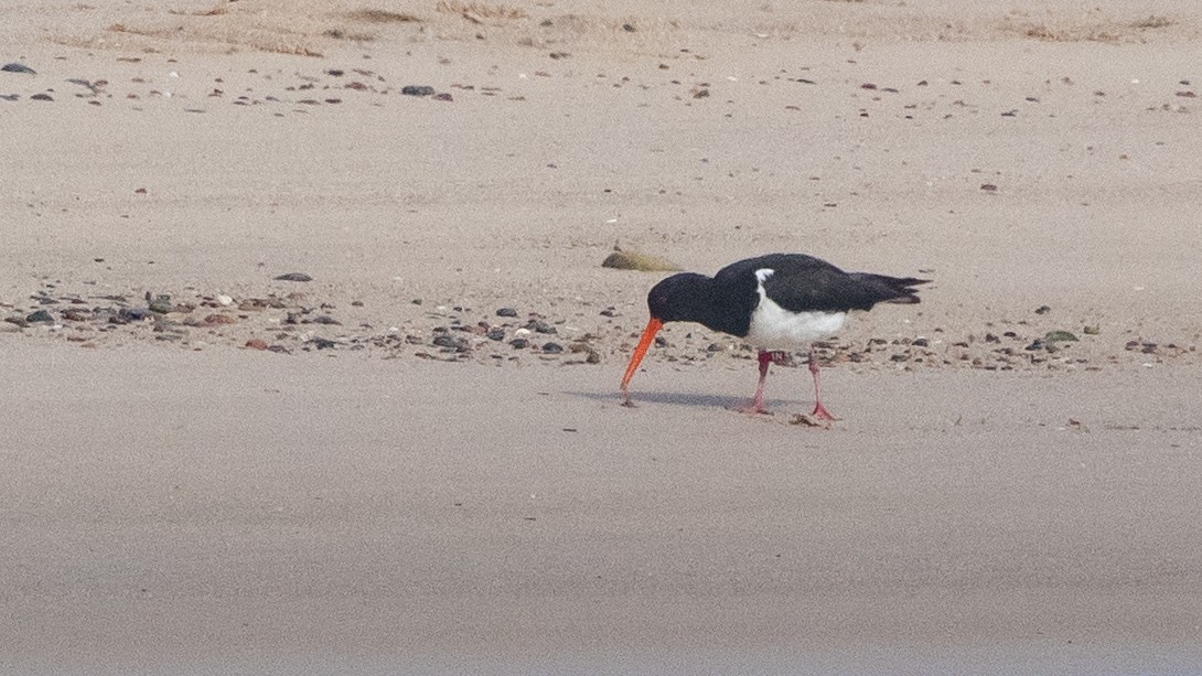 South Island Oystercatcher - ML645536520