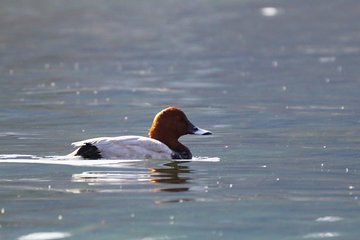 Common Pochard - ML645536531