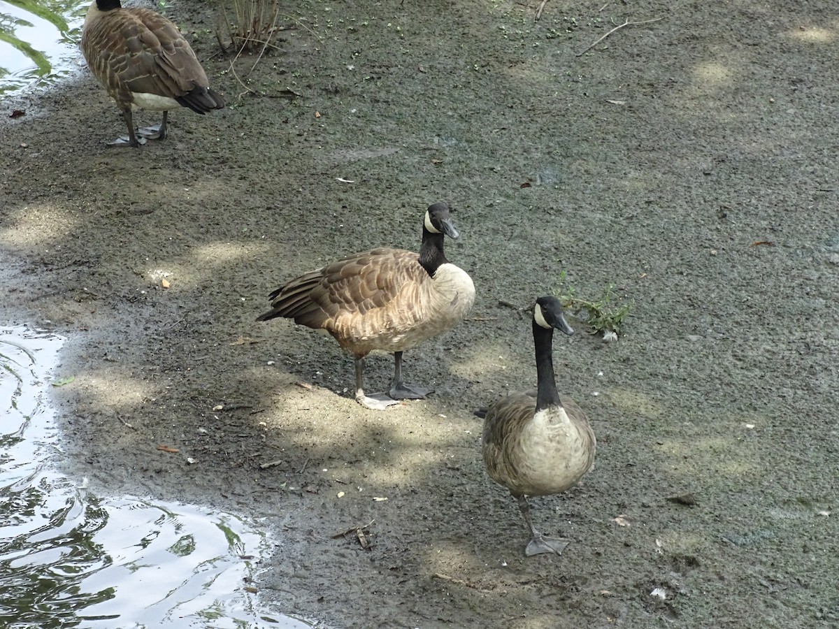 Canada Goose - ML645536535