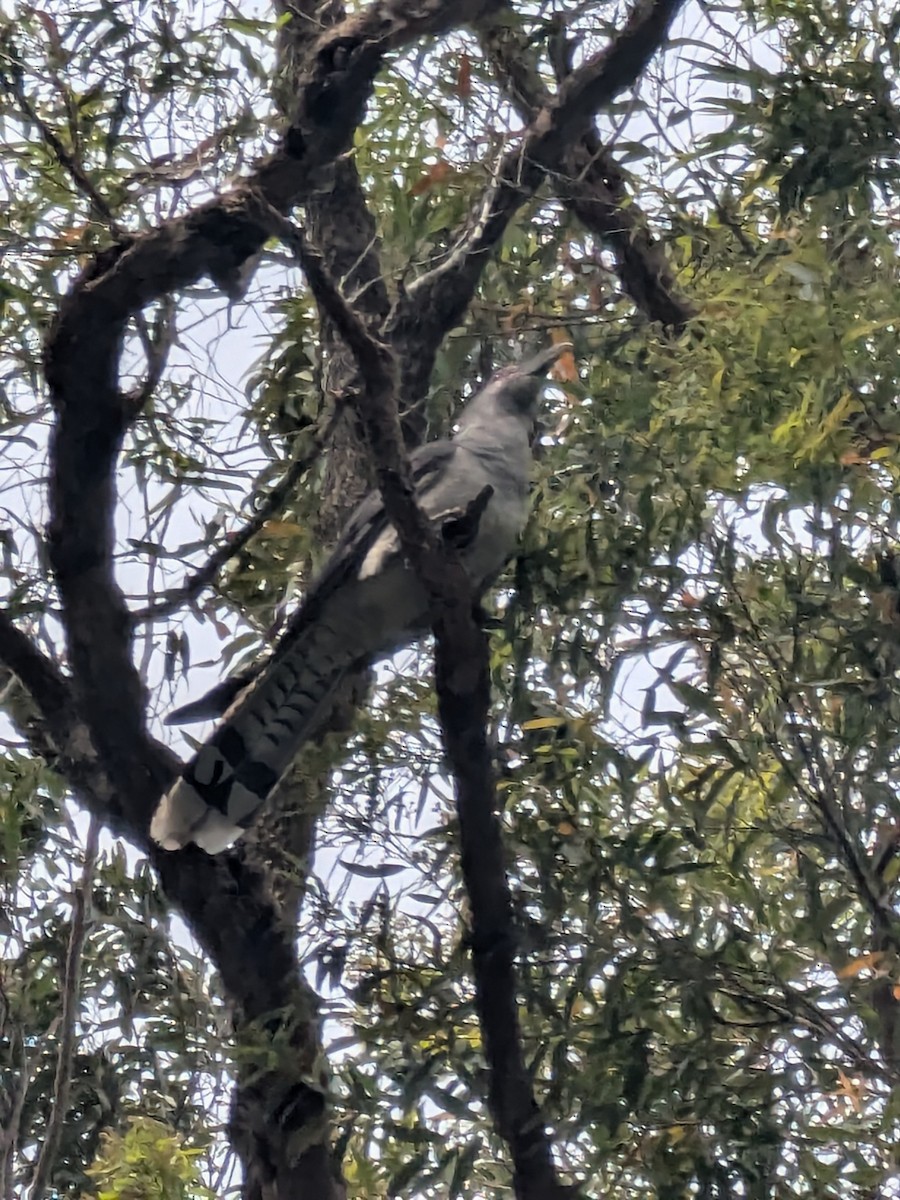 kukačka obrovská - ML645536536