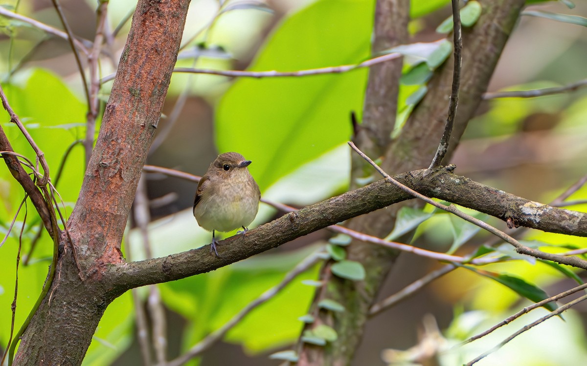 Narzissenschnäpper - ML645536537