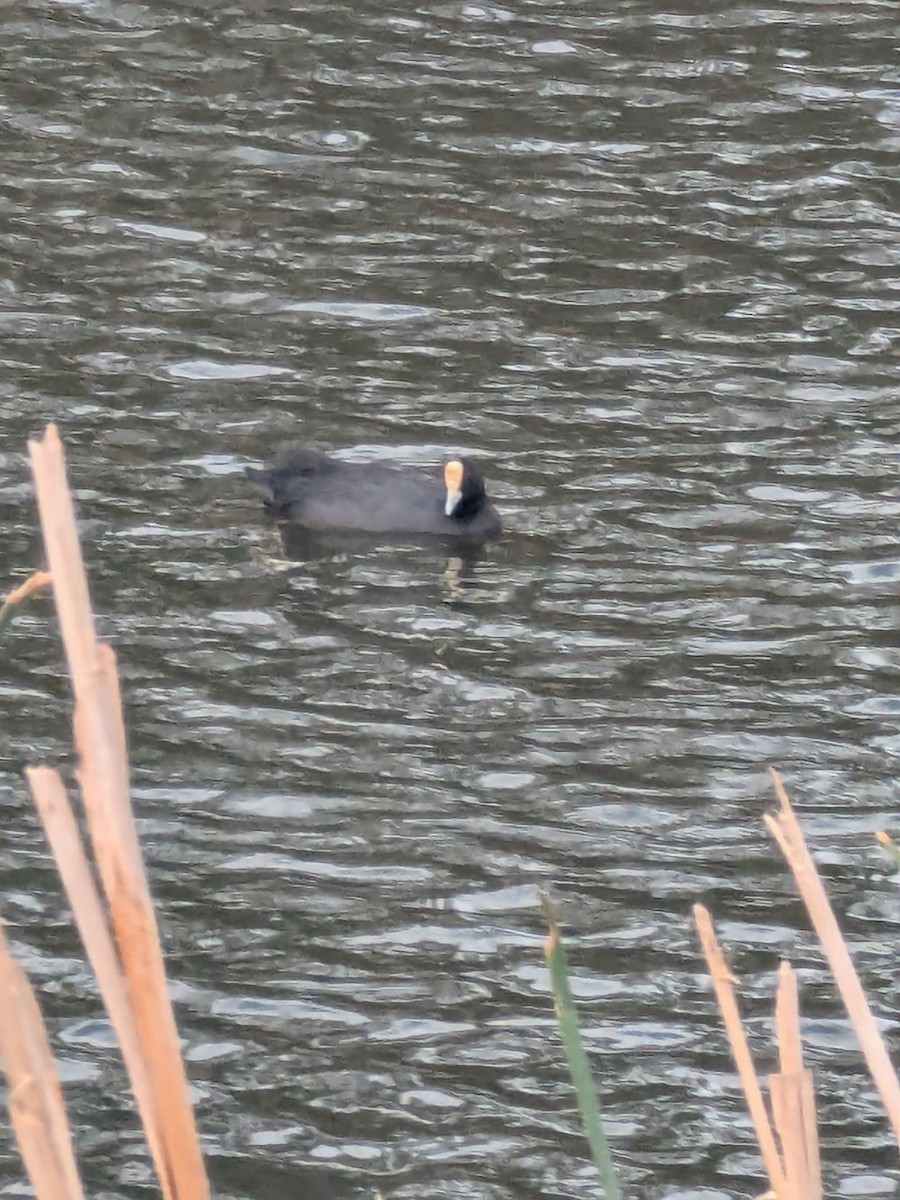 lyska černá - ML645536540