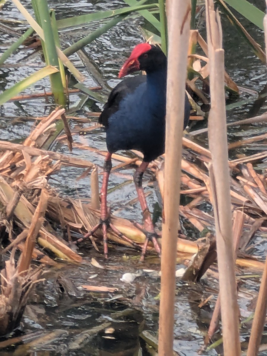 slípka australasijská - ML645536543