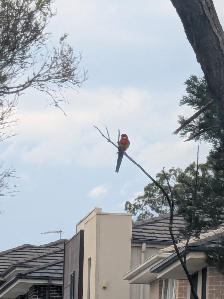 rosela pestrá - ML645536547