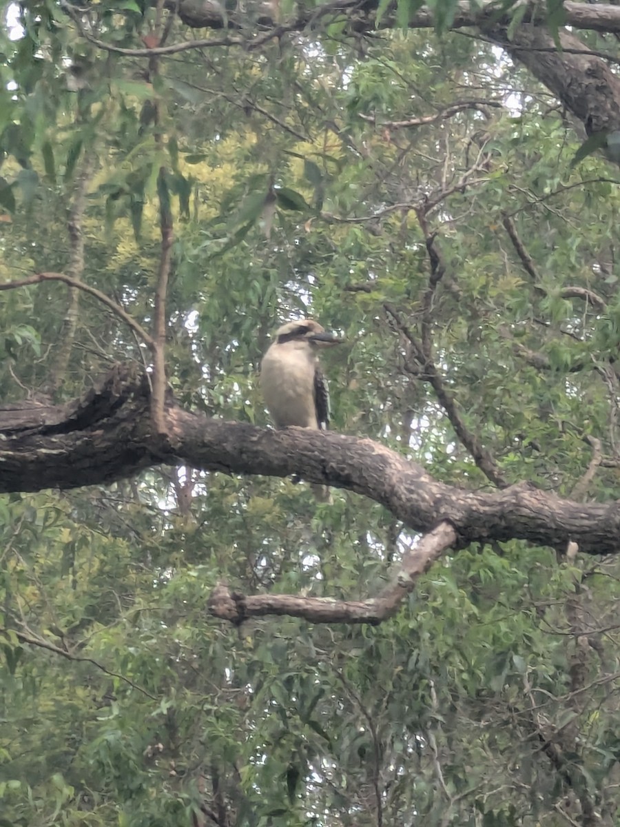 ledňák obrovský - ML645536549