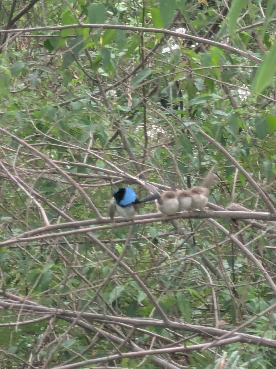 modropláštník nádherný - ML645536550