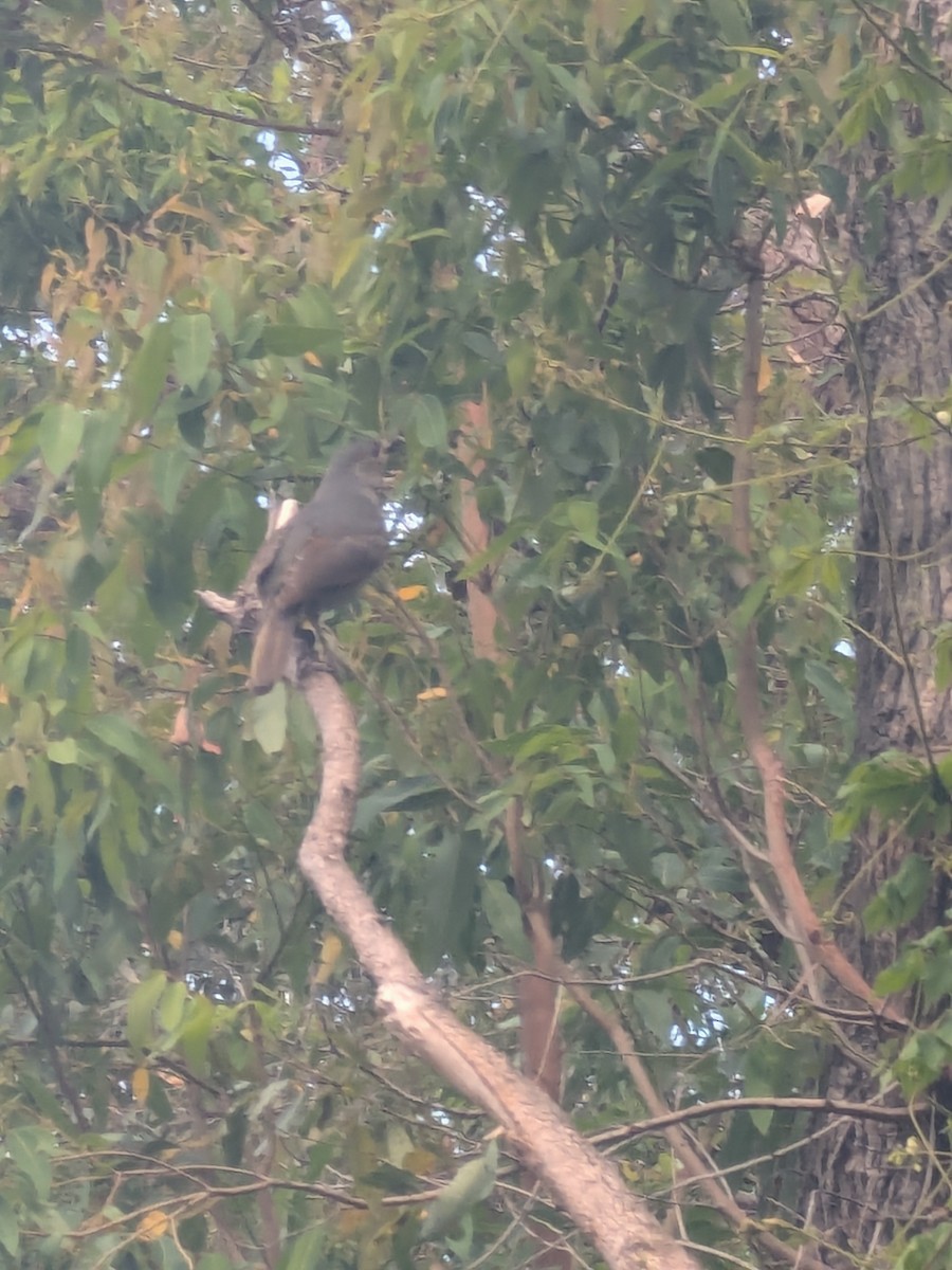 lemčík hedvábný - ML645536551