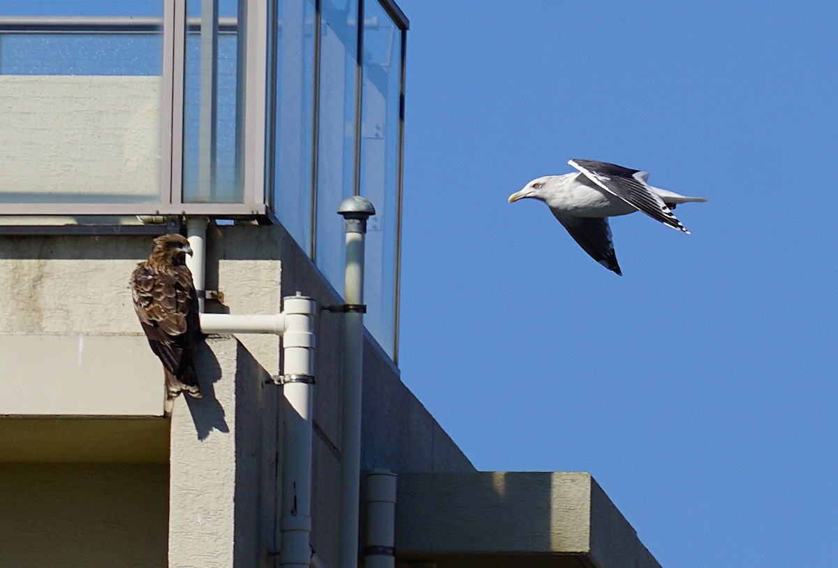 Slaty-backed Gull - ML645536553