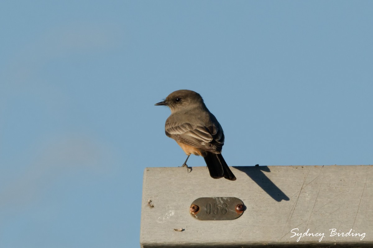 Say's Phoebe - ML645536572