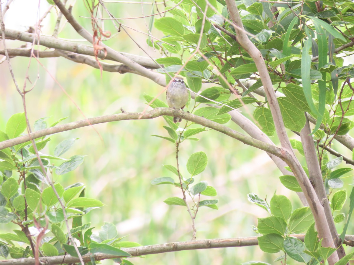 Brown Gerygone - ML645536595