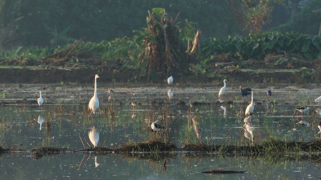 Баклан яванський - ML645536602