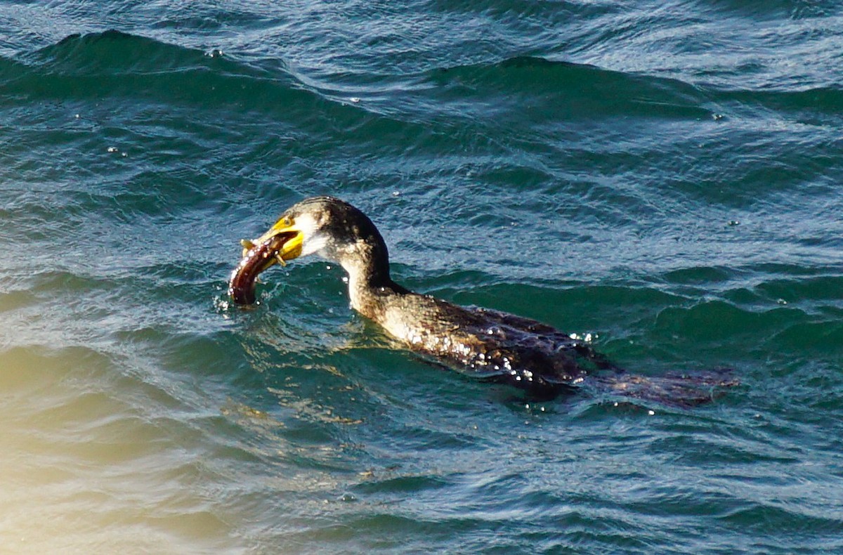 Японский баклан - ML645536603