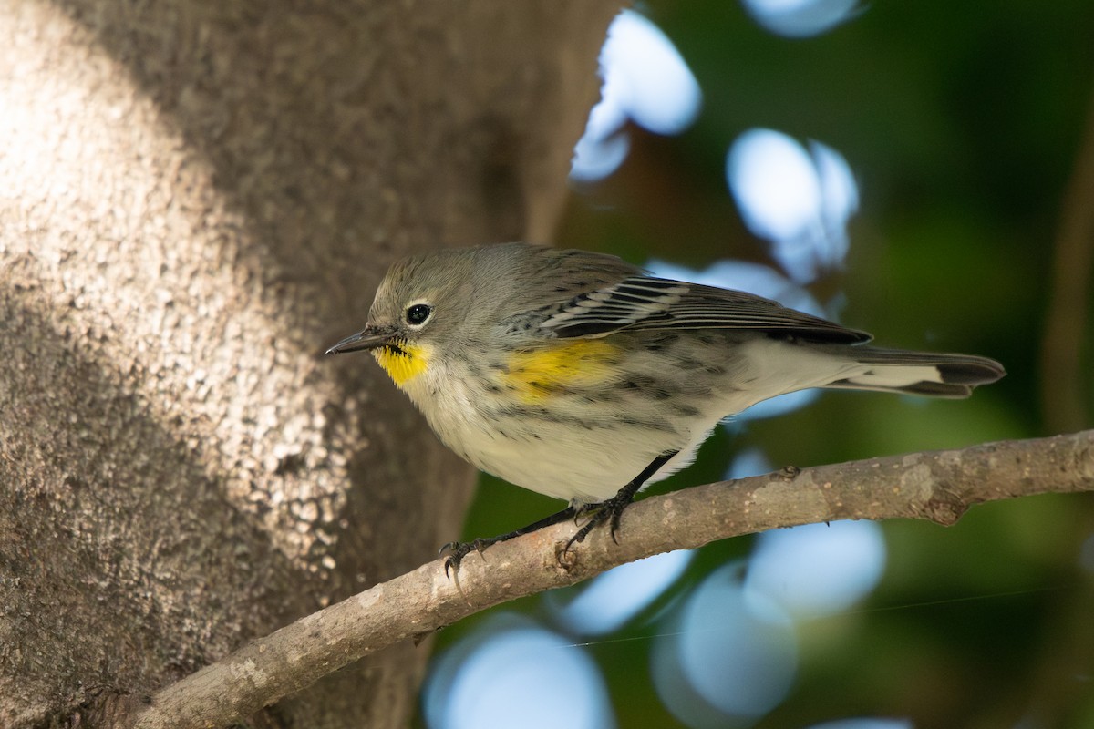 Reinita Coronada - ML645536604