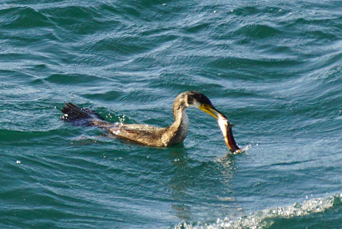 Японский баклан - ML645536605