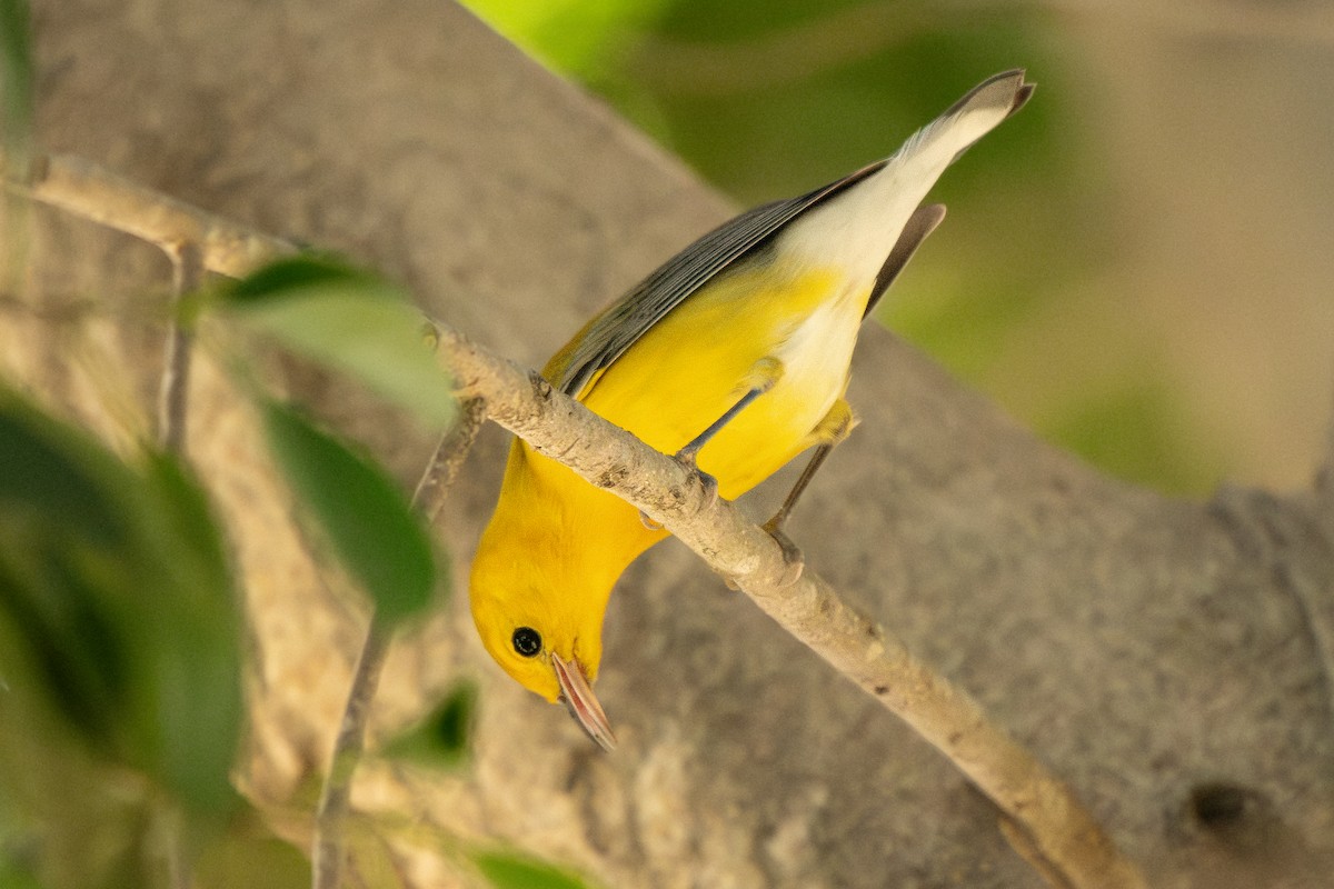 Prothonotary Warbler - ML645536606