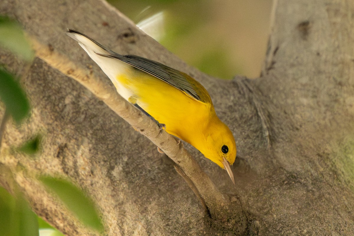 Prothonotary Warbler - ML645536607