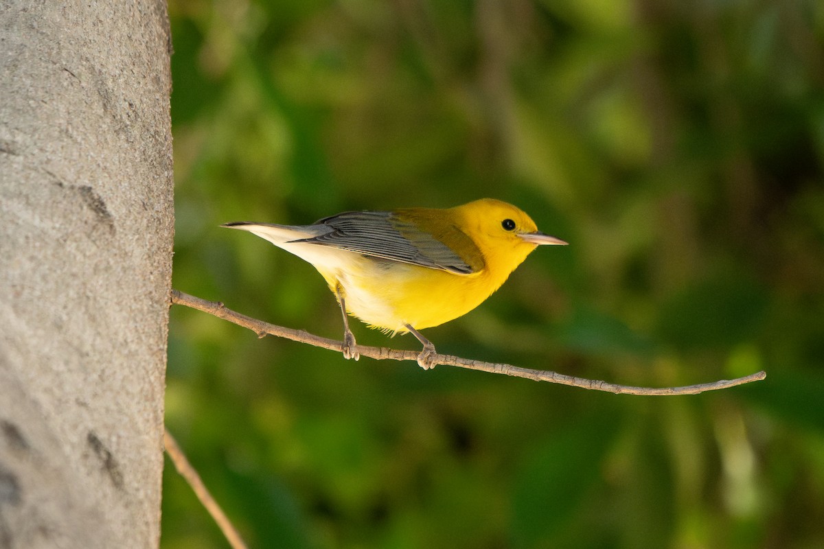 Prothonotary Warbler - ML645536608