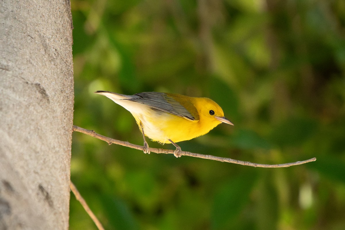 Prothonotary Warbler - ML645536609