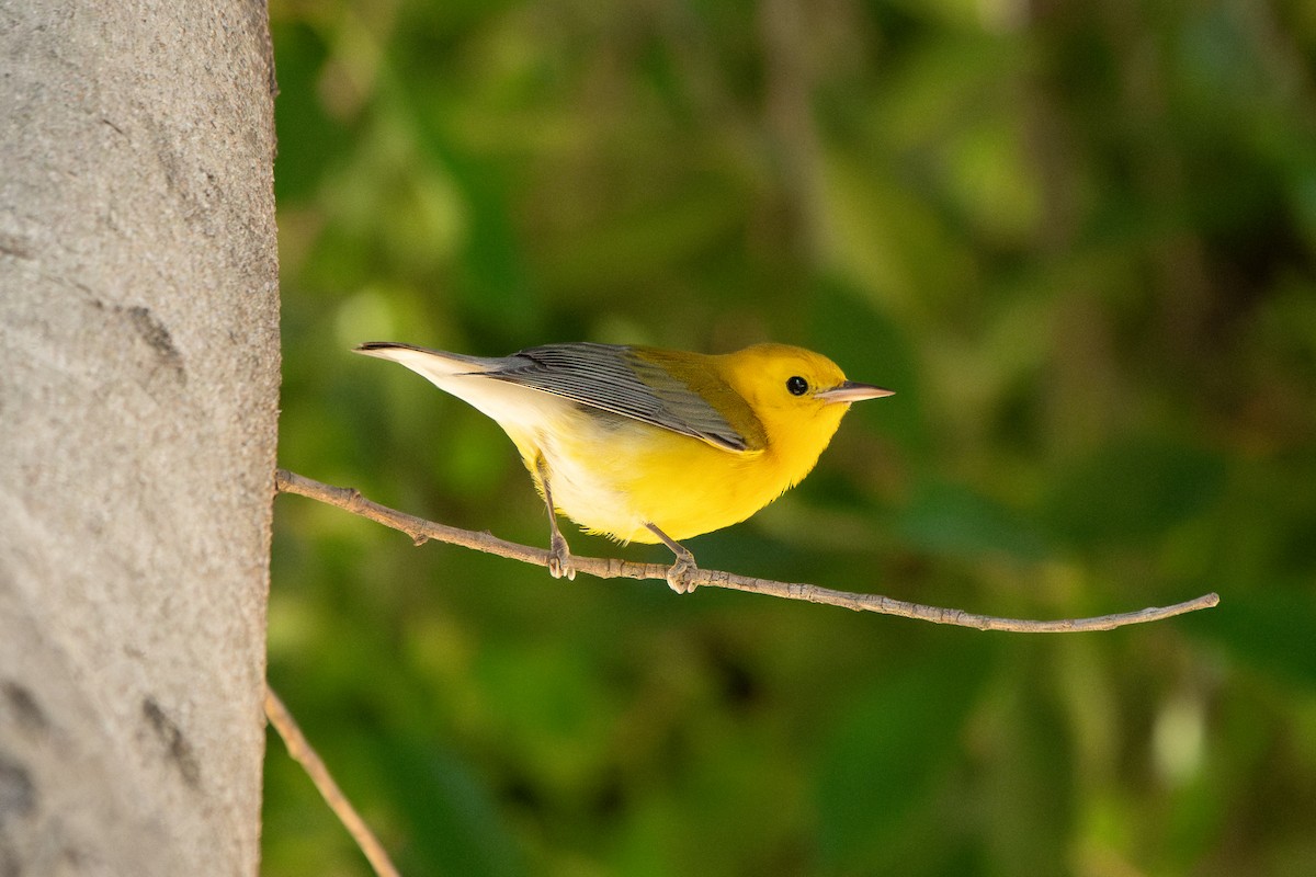 Prothonotary Warbler - ML645536610