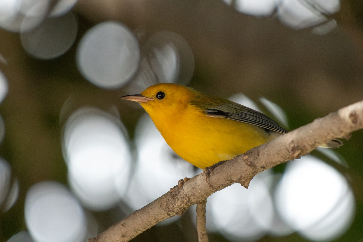 Prothonotary Warbler - ML645536611
