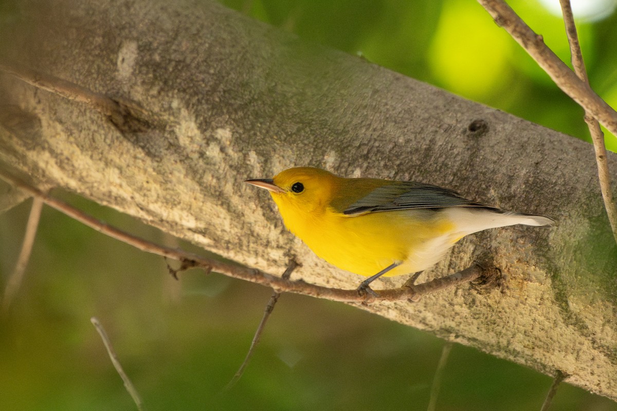 Prothonotary Warbler - ML645536612