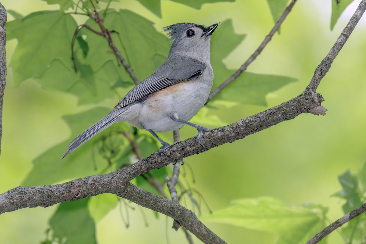 Tufted Titmouse - ML645536613