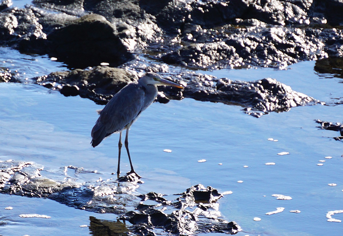 Gray Heron - ML645536617