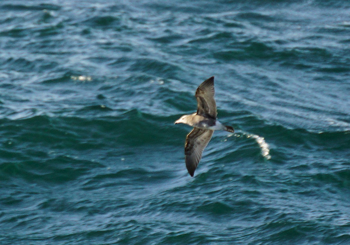 Black-tailed Gull - ML645536621