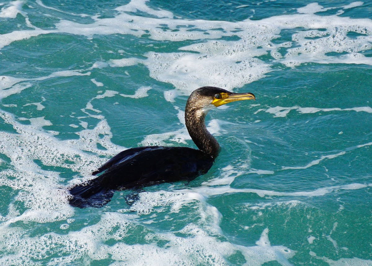 Japanese Cormorant - ML645536622