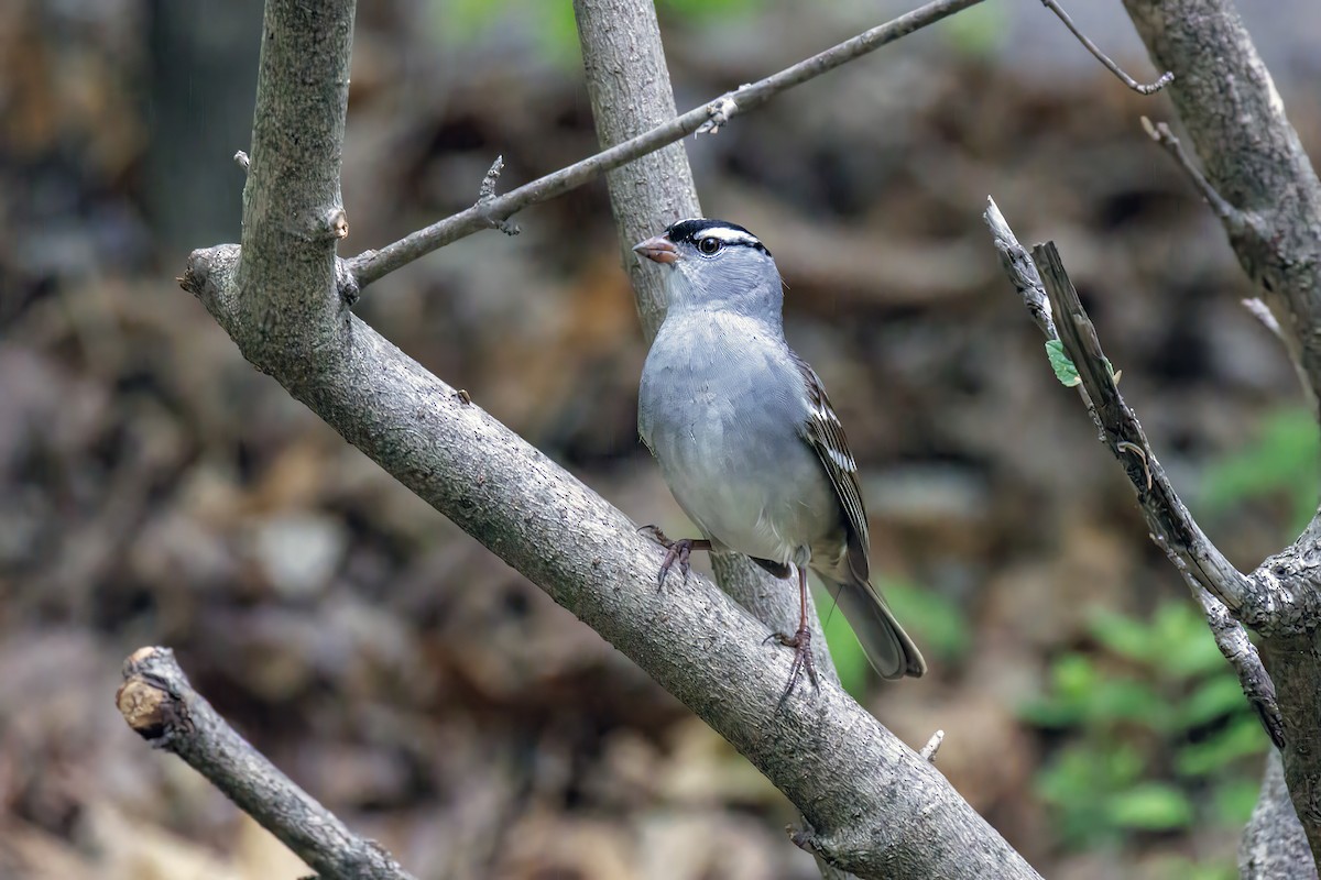 White-crowned Sparrow - ML645536623