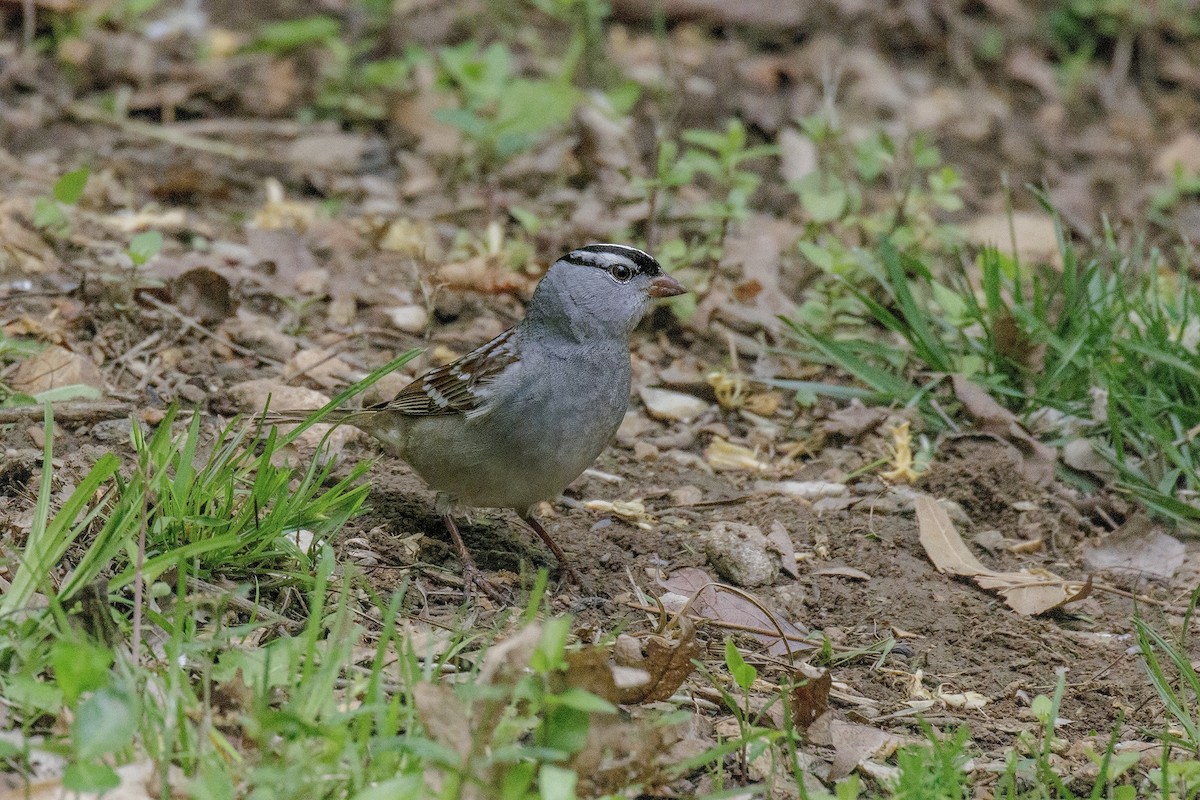 White-crowned Sparrow - ML645536624