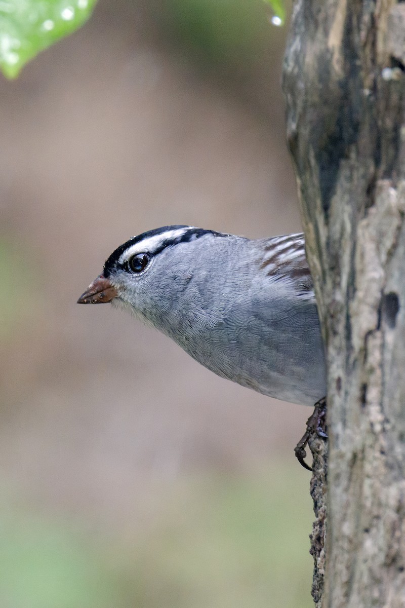 White-crowned Sparrow - ML645536625