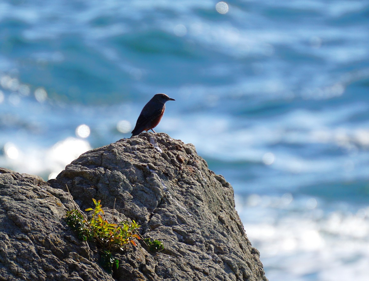 Blue Rock-Thrush - ML645536626