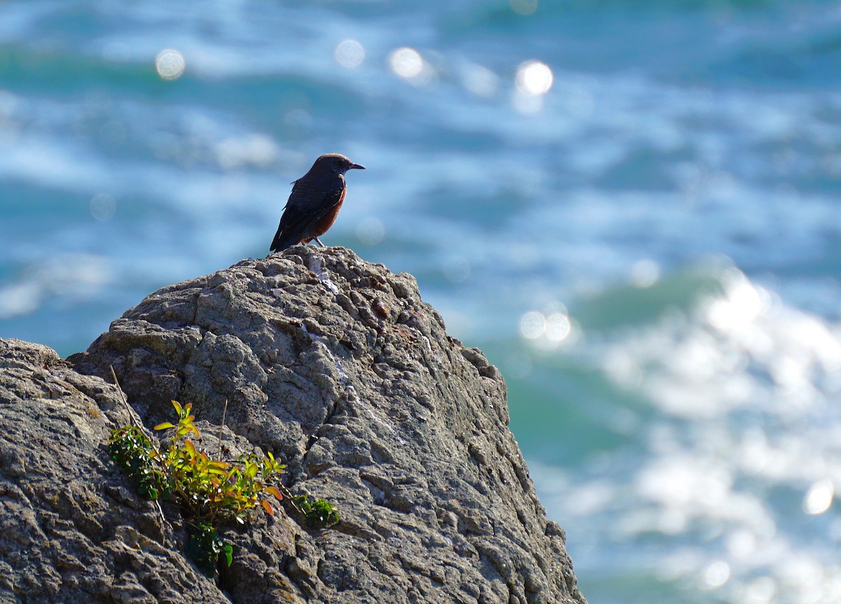 Blue Rock-Thrush - ML645536627