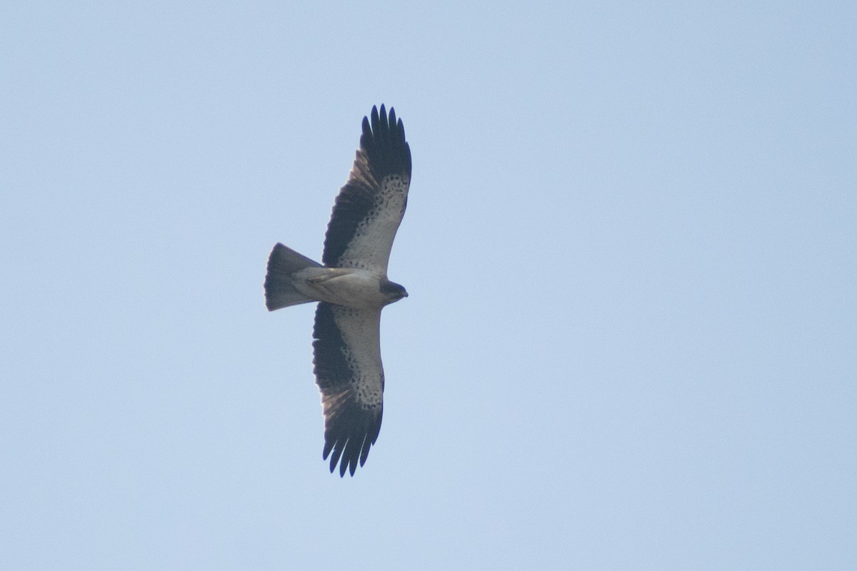 Booted Eagle - ML645536629