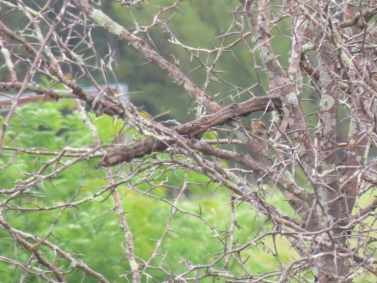 Rufous Songlark - ML645536630