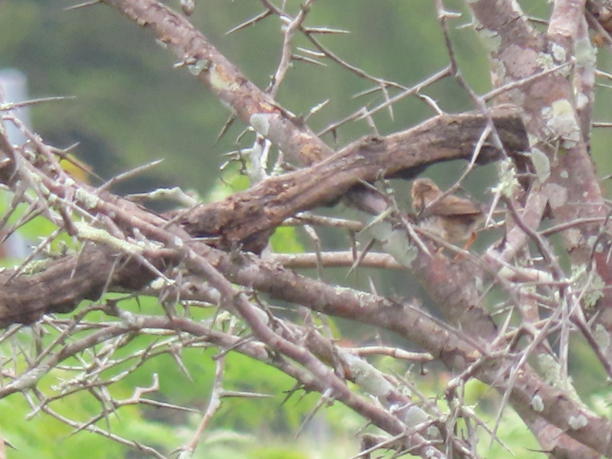 Rufous Songlark - ML645536631